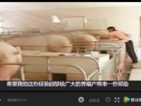 母豬產(chǎn)后怎樣護(hù)理飼喂品質(zhì)高？