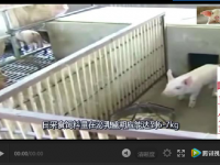 夏天到了，如何建設(shè)豬舍和豬場(chǎng)消毒？