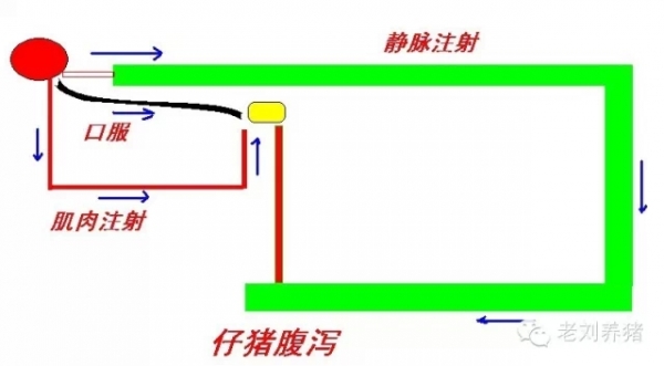 老劉養(yǎng)豬故事——腹瀉治療方法比較