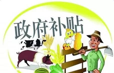 申報(bào)養(yǎng)豬補(bǔ)貼不成功？這些“潛規(guī)則”一般人都不懂