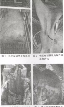 圍觀：一例豬弓形體病的診治報告！
