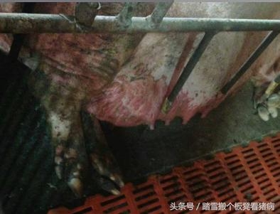 紫藥水的6個妙用，養(yǎng)豬人少花錢解決大問題