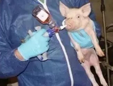仔豬為什么要進行滴鼻免疫？