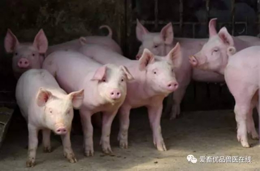 夏季這些菜，豬吃了能治病！
