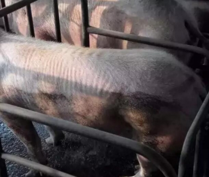 豬只處于健康和疾病之間的一種狀態(tài)---豬的亞健康及其危害？