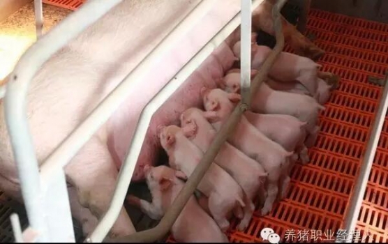 必修課 | 夏季導(dǎo)致哺乳豬下痢的常見原因及應(yīng)對措施