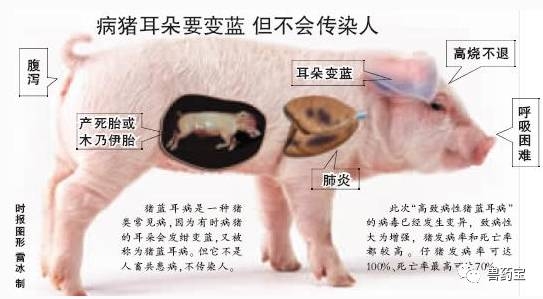 最全的豬藍(lán)耳病知識(shí)，全是干貨！