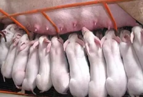 母豬產后奶水不足或無乳的癥狀