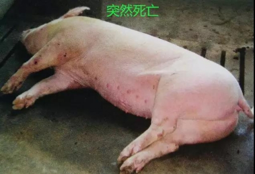 豬突發(fā)喘氣死亡，兇手到底是誰？