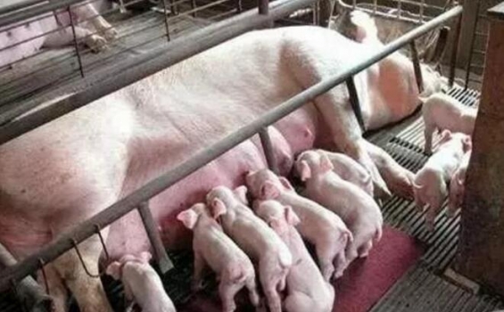 難“炎”之隱：母豬子宮內膜炎的防控