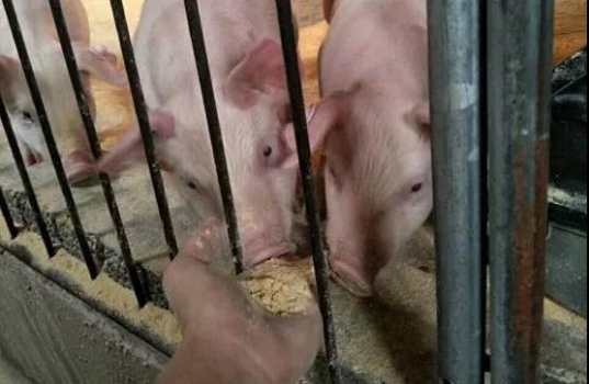 冬季4個(gè)小改變，提高飼料利用率