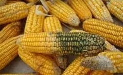 選擇霉菌毒素處理產(chǎn)品，你可知“三七律”？