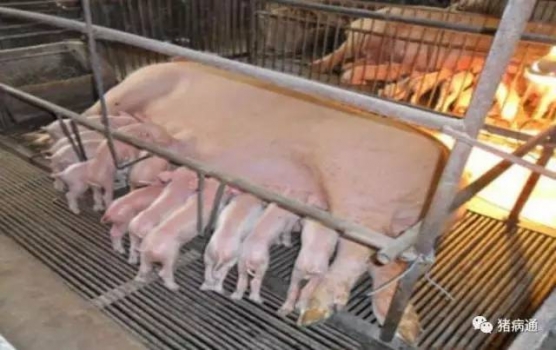 提高母豬初乳產(chǎn)量的關(guān)鍵因素是什么？
