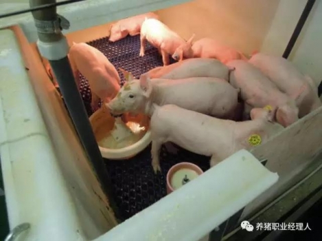 技術(shù)控 | 當(dāng)前對豬流行性腹瀉(PED)最有效措施