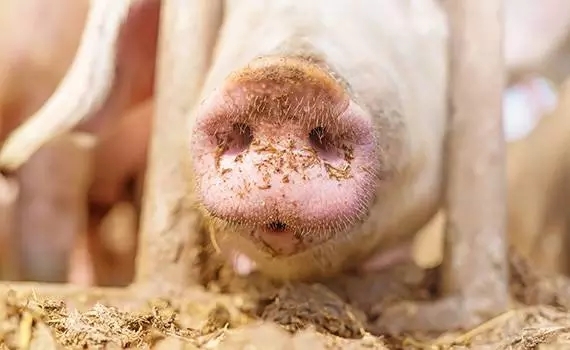 鄧敦博士：影響豬飼料適口性的因素及應(yīng)對措施