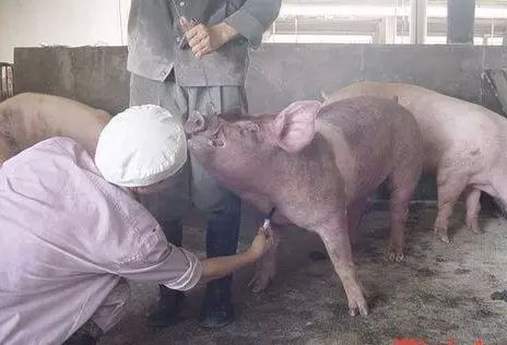 正確的給豬打針！