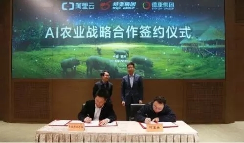 阿里云ET大腦養(yǎng)豬、京東跑步雞，電商巨頭進軍養(yǎng)殖業(yè)，會掀起怎樣的波瀾？