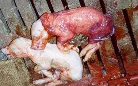死胎？不怕，我們有專業(yè)的防治對(duì)策！