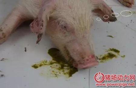 常引發(fā)豬嘔吐的六種豬??！