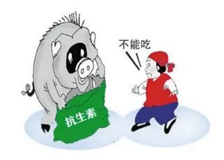 抗生素殘留的豬到底對人們危害多大？