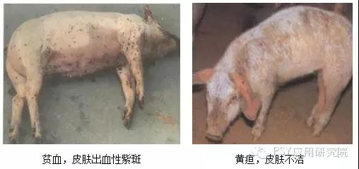 本病夏季多發(fā)，比豬瘟還可怕！養(yǎng)豬朋友一定要重視?。? width=