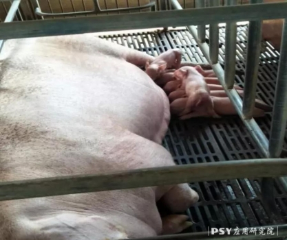 母豬奶水不足，危害遠(yuǎn)超你的預(yù)期!