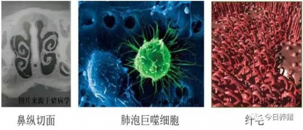 淺談豬呼吸道的三道防線