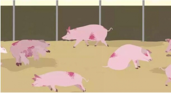 防控非洲豬瘟，飼料加工工藝能做些什么？