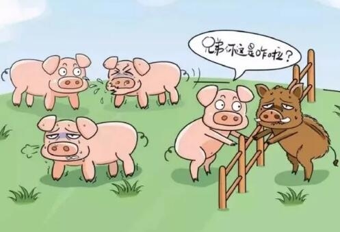 淺談非洲豬瘟防控過程中的得與失