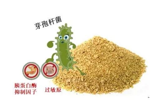 “真”的發(fā)酵豆粕是什么樣子？【二】