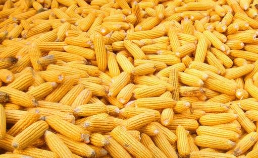 40種常見飼料原料基礎(chǔ)知識(shí)