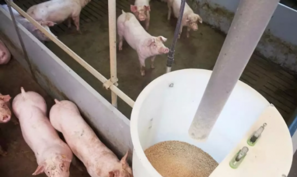 葡萄糖氧化酶在豬飼料中的研究進(jìn)展
