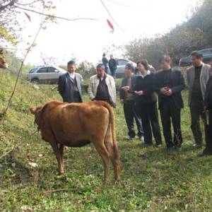 恩施盛家壩發(fā)展肉牛產業(yè)受國家重視