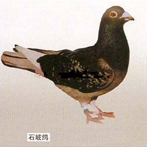 肉鴿品種圖與對應(yīng)發(fā)源地