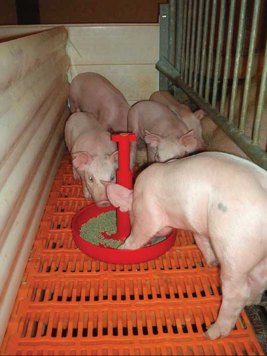 乳豬教糟料