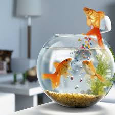 水產(chǎn)飼料配方模型與魚類營養(yǎng)代謝性疾?。ㄉ希? width=