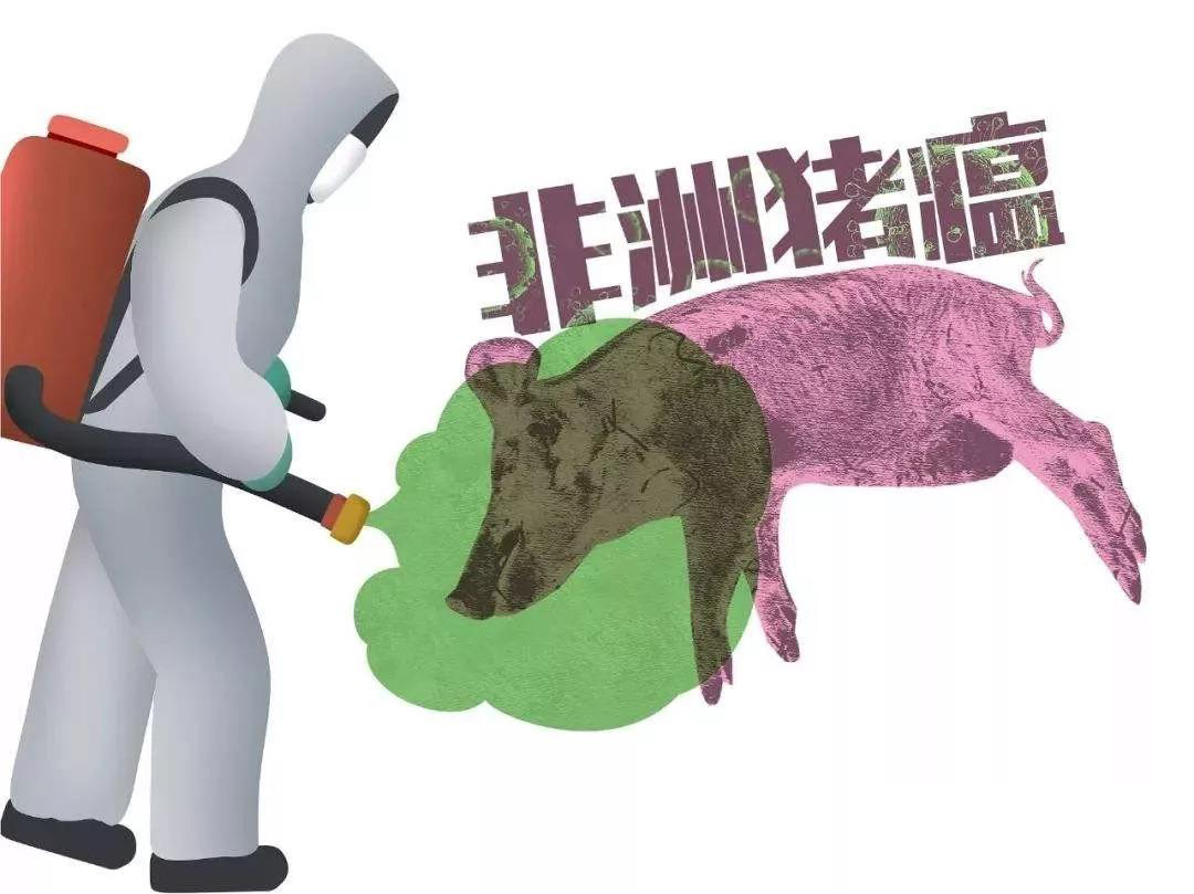 樊福好：非洲豬瘟防控，必須保護易感豬群